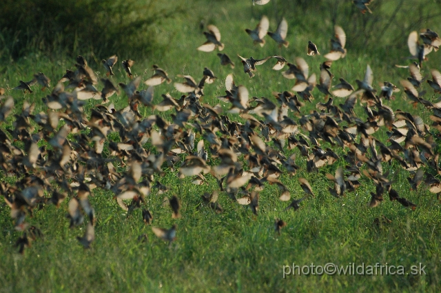 puku rsa 471.jpg - Red-billed Quelea (Quelea quelea)